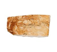 PRETYZOOM Ejemplar Fósil Natural de Pez Wolffin para Enseñanza Científica, Decoración de Especímenes Paleontológicos Marinos, Pieza Única para Aulas y Colecciones Educativas