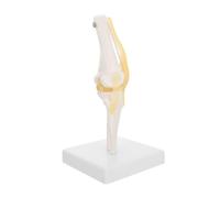 PRETYZOOM Ligamentos para Estudio y Enseñanza Médica Material Didáctico Presentación para Alumnos y Pacientes