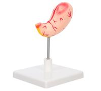PRETYZOOM Modelo Anatómico del Estómago Humano de Pvc Alta Precisión y Material Resistente para Enseñanza en Escuelas Médicas E Instituciones de Investigación