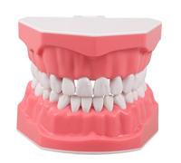 PRETYZOOM Modelo de Dientes de Plástico Rosa Estructura Oral Realista para Enseñanza y Hábitos de Higiene Bucal en Escuelas y Jardines de Infancia