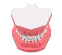 PRETYZOOM Modelo de Exhibición Dental de Plástico Rosa para Escuelas y Clínicas, Herramienta Didáctica para Enseñar Hábitos de Higiene Oral Uso Repetido