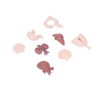 Prevessel Modelo de órgano Humano, Herramienta Educativa, Juguete de Anatomía Demostrativa para Enseñanza Escolar e Instrucción de Salud, Paquete de 8