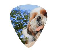Primer plano de un Shih Tzu,12 púas de guitarra, 3 grosores diferentes para guitarra acústica, bajo y ukelele