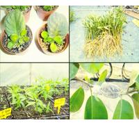Propagación vegetal: prácticas: 73 (Manuales Universitarios)