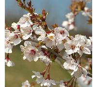 Prunus incisa Kojo-No-Mai Cerezo Fuji Arbusto Caducifolio Resistente