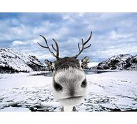 Psaris Productions Tarjetas navideñas divertidas de renos en caja con sobres, juego de 12 tarjetas navideñas y 12 sobres. Fabricado en Estados Unidos.