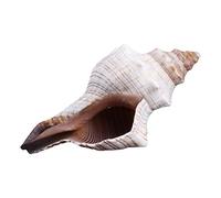 Psdndeww Conchas de caracola naturales de 7.6 cm a 17.8 cm, conchas marinas normales/grandes para fiestas temáticas de playa, decoración del hogar, peces para orna