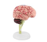 Pssopp 1 Modelo de Cerebro Humano Anatómico Desmontado, Plástico de, Herramienta Educativa Colorida para Formación Médica y Estudio de Anatomía