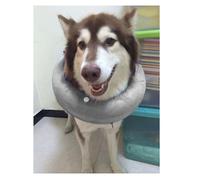 Pssopp Collar de Bisagra de Perros Inflable Cuello Protector Suave para Collar de Perros Después del Nacimiento para Picazón, Material de PVC para y Gatos (Gray)