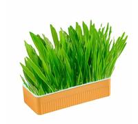 Pssopp Hierba Gatera para Gatos, sin Necesidad de Tierra, Promueve la Digestión y la Salud Bucal, Kit de Hierba Hidropónica para Gatos Fácil de Cuidar con Caja de Plantación para Gatos,