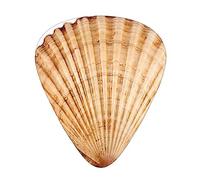 Púas de guitarra Scallop Seashell Ukelele Bajo Guitarras acústicas eléctricas Delgadas Medianas Pesadas Paquete de 12 (0,46/0,71/0,96 mm)
