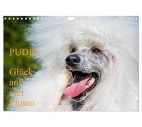 Pudel - Glück auf vier Pfoten (Wandkalender 2026 DIN A4 quer), CALVENDO Monatskalender: Auf 13 traumhaft schönen Fotos zeigt die Tierfotografin Sigrid Starick diese alte schöne Hunderasse