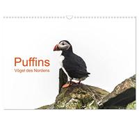 Puffins - Vögel des Nordens (Wandkalender 2026 DIN A3 quer), CALVENDO Monatskalender: Papagaeintaucher sind die arktischen Vögel, die der Kälte und ... Inseln und in anderen Gefilden trotzen.