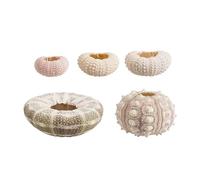 PULaif Set de Conchas Marinas, Conchas for Manualidades 5 Piezas Bonsái de Plantas de Conchas Conchas Marinas del Mediterráneo Manualidades Decoración del hogar