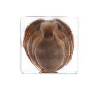 Pulpo Muestras Muestras Pisapapeles Ciclo de vida de la Biología de animal Ciencias Educación Calamar Muestras de aula Colección de Resinas