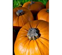 Pumpkin Patch Halloween A5 Glossy Hardback Lined Notebook: Gothic Pumpkin Journal, Gift for Halloween Lovers and Pumpkin Growers, Pumpkin Stocking Filler