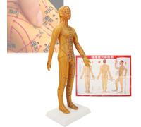 Punto de acupuntura para enseñanza de medicina china (54 cm), muñeco de acupuntura, se puede pinchar, fácil de mover, con libro de puntos/gráficos de pared, difícil de dañar,B