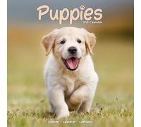 Puppies Calendar 2025 Square Animal Wall Calendar - 16 Month