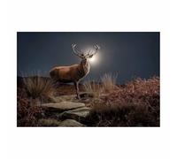 PUQAAEO Cuadro Impresión Lienzo Pintura, Escena de ciervo a la luz de la luna Arte Animal Pared Arte Pintura para Hogar Salón Oficina Mordern Decoración Regalo（Multicolor-70x100cm Sin marco