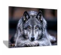 PUQAAEO Cuadro Impresión Lienzo Pintura, Primer plano de Calm Wild Wolf Arte Animal Pared Arte Pintura para Hogar Salón Oficina Mordern Decoración Regalo（Multicolor-20x30cm Enmarcado