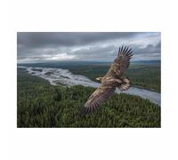 PUQAAEO Impresión fotográfica de animales sobre lienzo, Águilas Reales en Vuelo decoración de pared, decoración de casa, cocina, sala de estar（Multicolor-30x45cm Sin marco