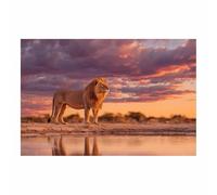 PUQAAEO Impresión fotográfica de animales sobre lienzo, Leones en el agua del atardecer decoración de pared, decoración de casa, cocina, sala de estar（Multicolor-40x60cm Sin marco