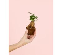 PUR PLANT Ficus Microcarpa Mini | Bonsai Natural De Interior Resistente y Purificador | Ideal para Terrarios y Espacios Pequeños | Plantas Naturales Interior y Hojas Brillantes | Maceta De Ø6 cm