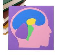 Puzle De Anatomía para Niños,Modelo De Cerebro Educativo Montaje EVA - Juguetes De Anatomía Infantiles DIY - para Hogar Escuela Interior Jardín De Infancia Viajes Niños