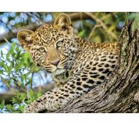 Puzle Nathan, 500 Piezas, Los Ojos del Leopardo, para Adultos y niños a Partir de 12 años, Rompecabezas, Ajuste, colección Wild Life, 12000959