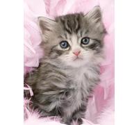 Puzle Ravensburger para Adultos, 500 Piezas, dulzura de Gatitos, Adultos y niños a Partir de 12 años, Rompecabezas, Gato, Animales, 12000077
