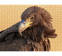 Puzzle 1000 Piezas, áGuila Negra Rompecabezas Adultos Puzzle, Desafiante Puzzles de Decoración Juego de, Entretenimiento Juego Educativo para Toda la Familia, para Regalo Decoración R7KH-296