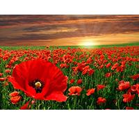 Puzzle 1000 Piezas Campo De Amapolas Floreciendo Al Atardecer 75 * 50Cm