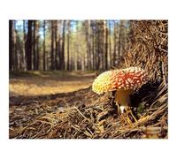 Puzzle 1000 Piezas para Adultos y Niños Mayores - -Amanita muscaria roja 70x50cm