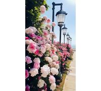 Puzzle 1200 Piezas, Mar de Rosas Rosas Rompecabezas para Adultos, Entretenimiento Creativo, Diversión, Juguete Educativo, Puzzles para Adultos 1200, Regalos para Familiares y Amigos 75 x 50 cm