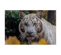 Puzzle 1500 Piezas Animales Puzzles Tigre Medidas 87x57cm Rompecabezas para Adultos Entretenimiento Creativo, Divertido Clásico Rompecabezas Juguetes Educativos Regalos Originales para Mujer E-51