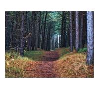 Puzzle 1500 Piezas para Adultos y Niños Mayores - -bosques,Camino,árboles 87x57cm