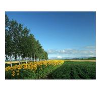 Puzzle 1500 Piezas para Adultos y Niños Mayores - -Campo,Cultura,economía 87x57cm