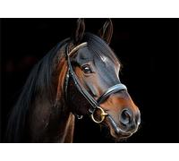 Puzzle 200 Piezas Adultos Animal Puzle Imposible Caballo Arte Jigsaw Puzzles Educa de Rompecabezas y Juego Familiar para Adultos y Adolescente a Partir de 14 Años Entretenimiento Decorar Regalos P-973