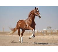Puzzle 2000 Pieces cavallo Impossible Rompecabezas Juegos Casuales Puzzle de Madera Adultos para Adultos y niños a Partir de 14, Cultivar la paciencia y la concentración, para Decoración del Hogar X-8