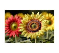 Puzzle 2000 Piezas Flor Puzzles Girasol Medidas 99x70cm Rompecabezas para Adultos Entretenimiento Creativo, Divertido Clásico Rompecabezas Juguetes Educativos Decor Regalos Originales para Mujer B-72