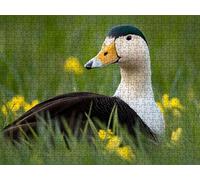 Puzzle 2000 Piezas, Pastizales De Aves Marinas Rompecabezas Adultos Puzzle, Desafiante Puzzles de Decoración Juego de, Entretenimiento Juego Educativo, para Regalo Decoración R7KH-254