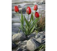 Puzzle 300 Piezas Adultos Tulipán Río, Desarrolla la Concentraciòn y la Logica Desafío de Entretenimiento para la Mente, Puzzles 300 Piezas 40 x 28 cm