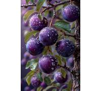 Puzzle 300 Piezas Fruta, Puzzles Imposible, Desafiante Acertijo, Juegos de Rompecabezas para Toda la Familia, Puzzle Adultos 300 Piezas 38 x 26 cm