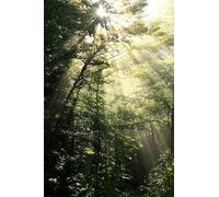 Puzzle 300 Piezas Jungla Soleada Entretenimiento Creativo Juguete desafío y Juego Educativo Rompecabezas para Adultos 38 x 26 cm Puzzles 300 Piezas Adultos