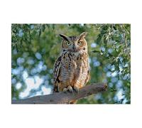 Puzzle 3000 Piezas Animales Puzzles Búho Medidas 122x81cm Rompecabezas para Adultos Entretenimiento Creativo, Divertido Clásico Rompecabezas Juguetes Educativos Regalos Originales para Mujer A-01