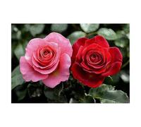 Puzzle 4000 Piezas Adultos Flor Puzzle para Adultos Planta Rompecabezas Juguetes Educativos Regalos Originales para Mujer, Rompecabezas Entretenimiento Creativo, Divertido Familia Juego 141x87cm D-79