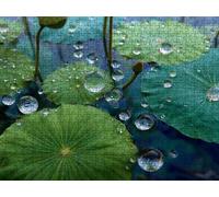 Puzzle 4000 Piezas, Gotas De Agua De Hoja De Loto Rompecabezas Adultos Puzzle, Desafiante Puzzles de Decoración Juego de, Entretenimiento Juego Educativo, para Regalo Decoración R7KH-281