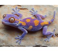 Puzzle 4000 Piezas, Puzzles Adultos, Puzzle Animal Colorido Puzzles de Madera, Geco Rompecabezas de Piso de Impresión de Alta Definición Multicolor, Pasatiempo Creativo, Regalo, Diversión g-79