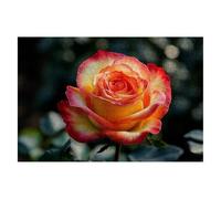 Puzzle 4000 Piezas Rosa Puzzles Flor Medidas 141x87cm Rompecabezas para Adultos Entretenimiento Creativo, Divertido Clásico Rompecabezas Juguetes Educativos Decor Regalos Originales para Mujer A-77