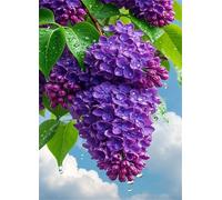 Puzzle 500 Piezas Flor Morada, 52x38 cm, Juego Educativo, Reto Creativo, Rompecabezas Imposible, Puzzles 500 Piezas Adultos